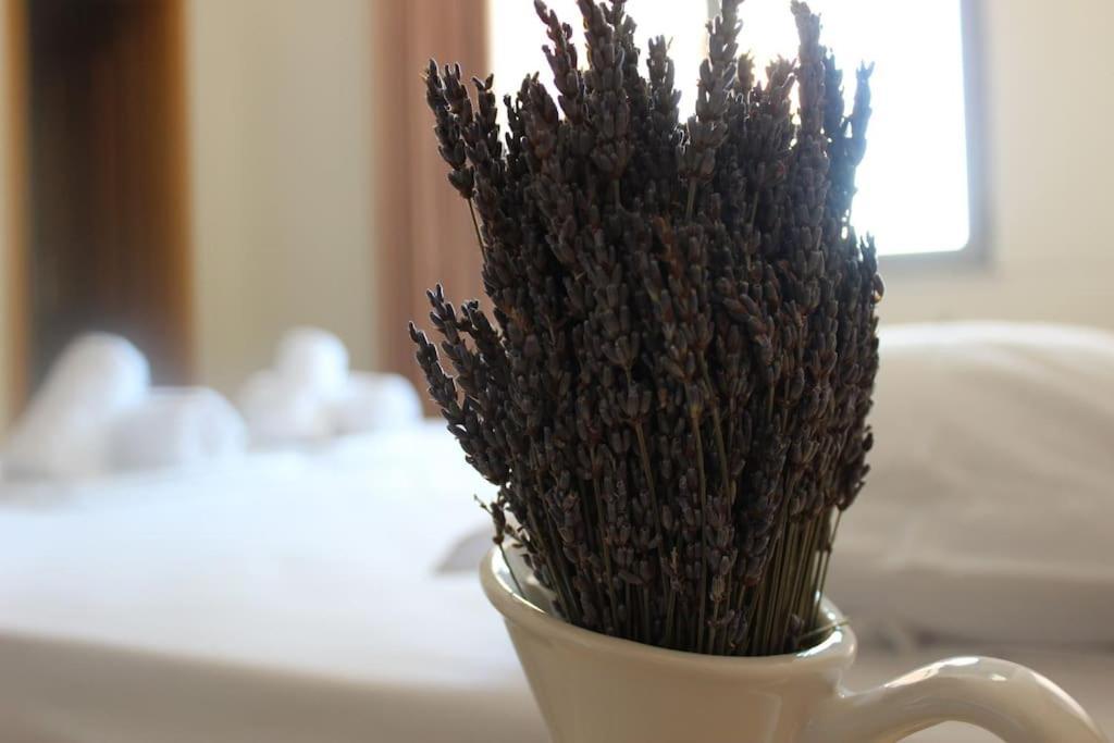 Lavandula Ring Tirana Exteriör bild